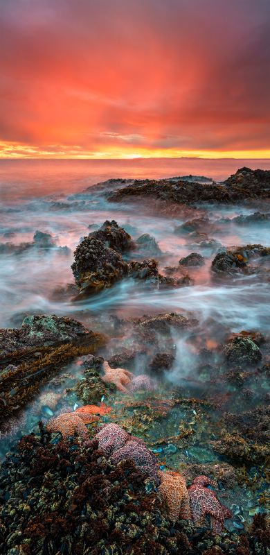 81_Mkuhns_Starfishdreams