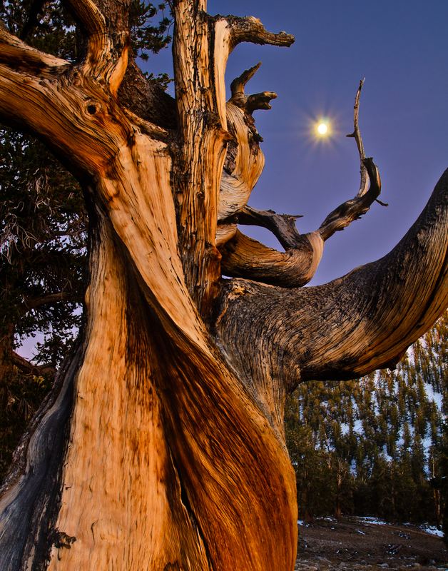 Ancient Bristlecone Pine