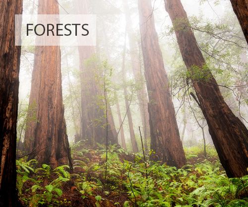 Forests